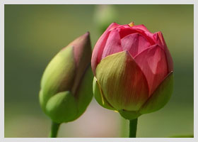 Najlepsze zabawki dla kotów - jak wybrać i jak bawić się z kotem