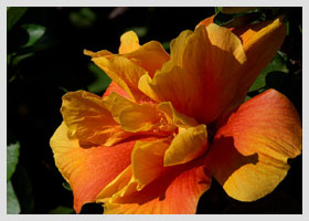 Jak uczę się języków obcych z AI - idealne rozwiązanie dla właścicieli kotów